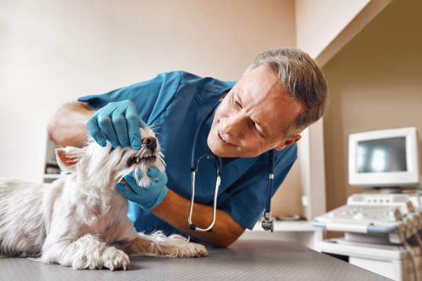 Best Emergency Dental Extractions in Fern Prairie, WA
